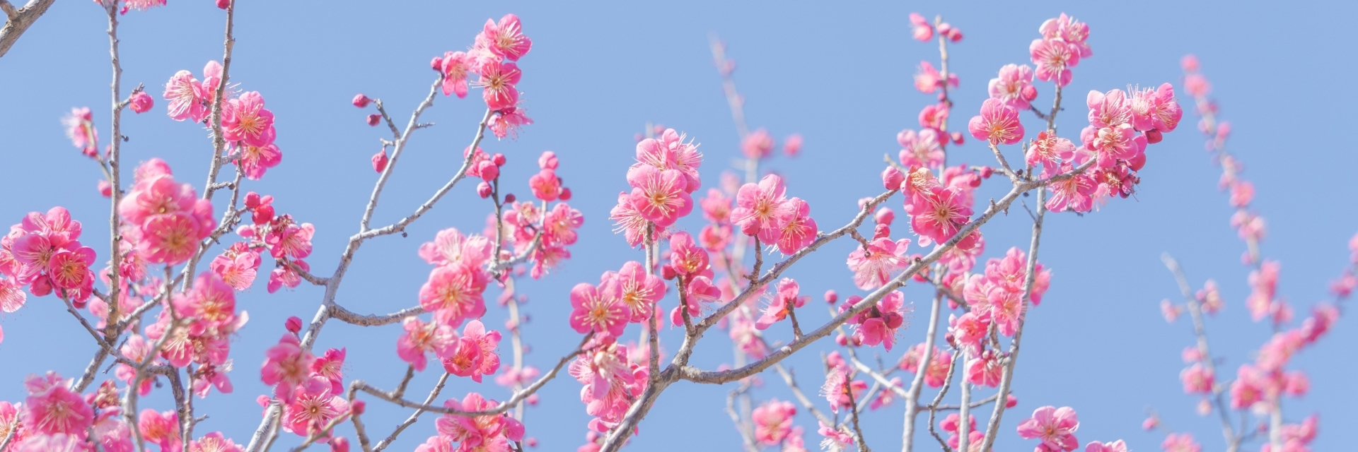 三宅耳鼻咽喉科医院｜さいたま市桜区田島・西浦和駅近く